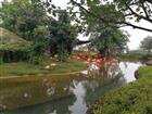 紅樹(shù)灣濕地公園