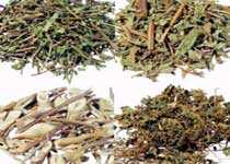 神農(nóng)架中草藥
